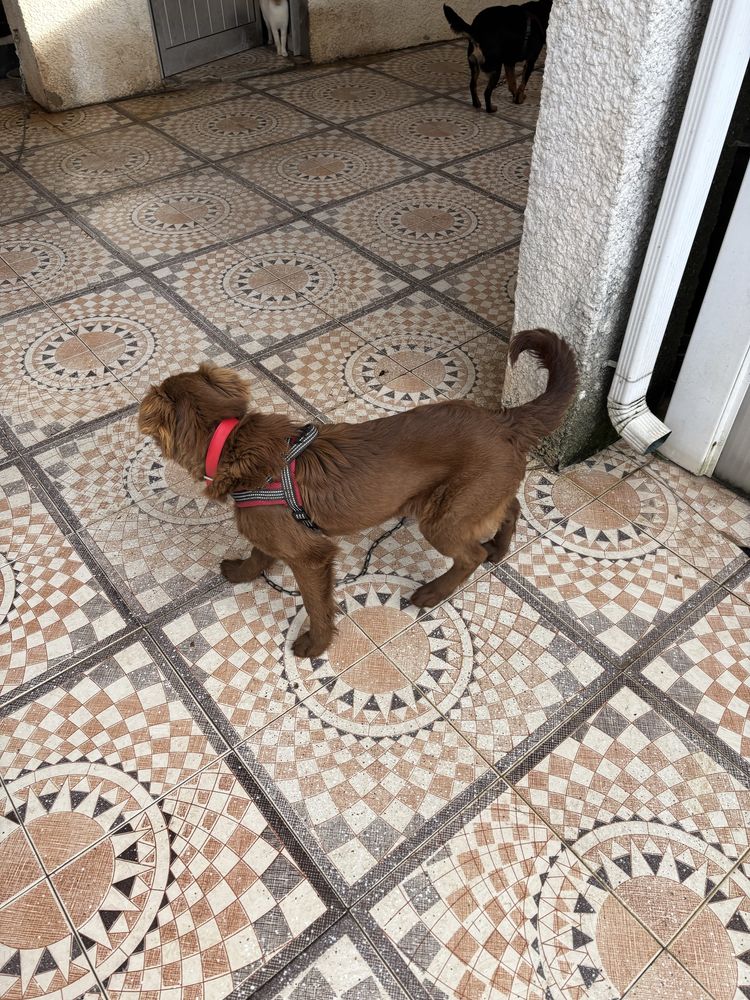 Cadela para adopcao