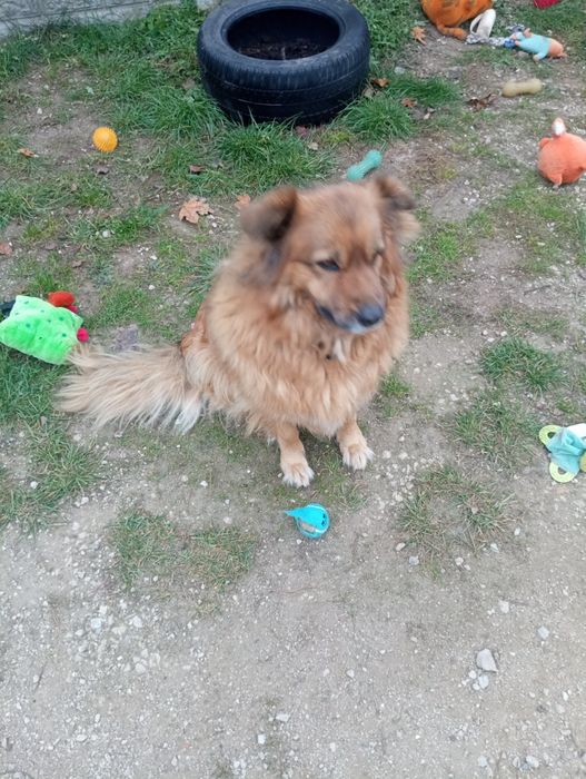 Adoptuj kochaną sunię Krysię.