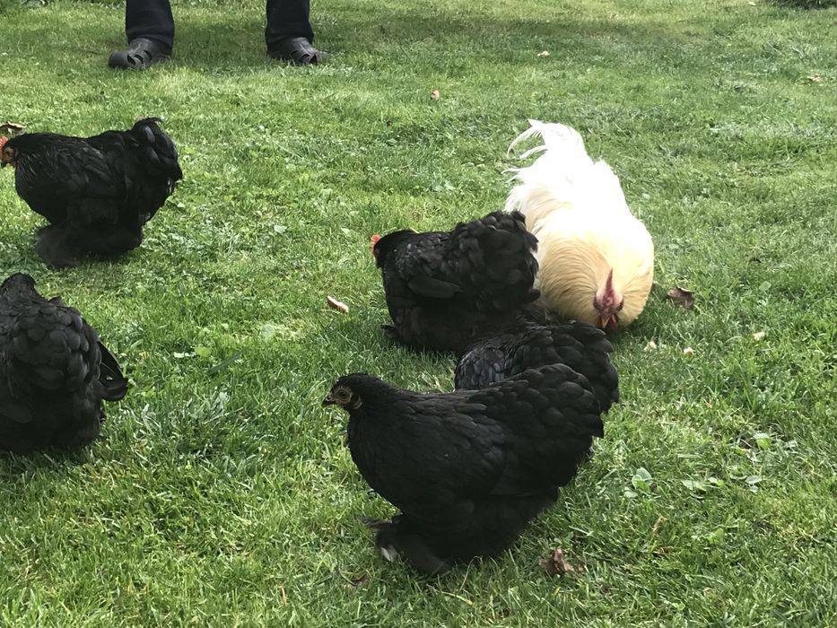 Продаю кури Карликові кокінхіни