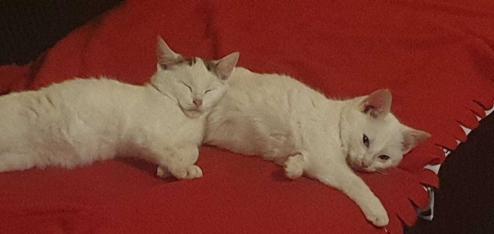 Kotki piękne białe do adopcji