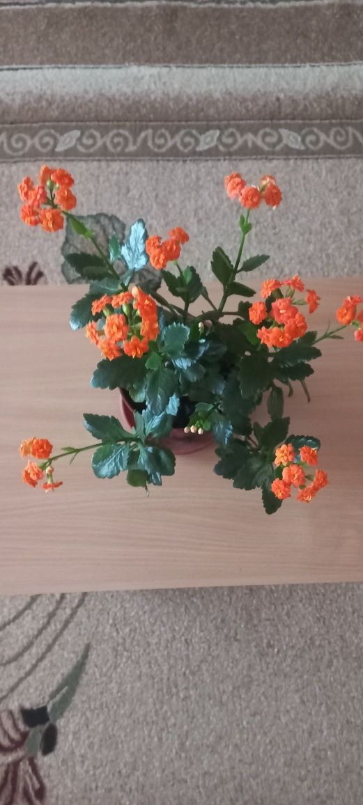Продам каланхое, вважається квіткою здоров'я, колір оранж