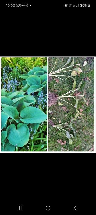 Хоста, папоротники, іриси