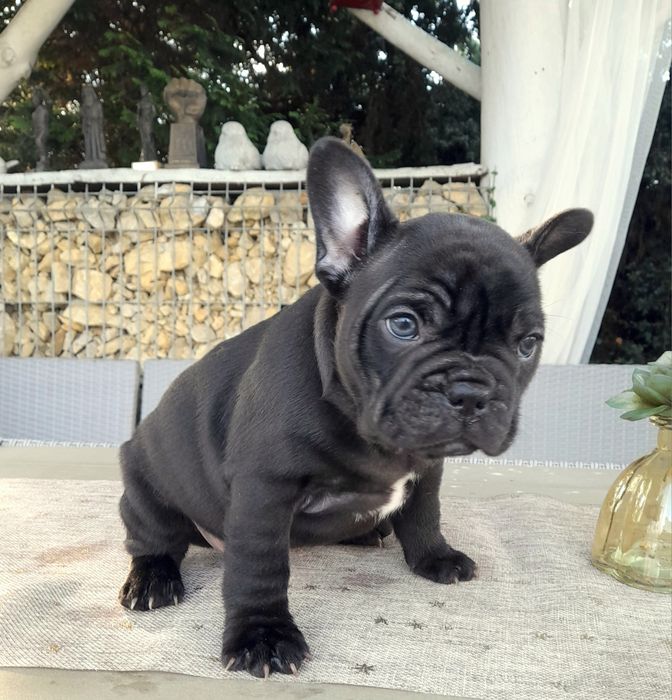 Buldog francuski z rodowodem