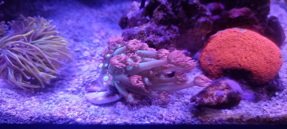 Corais Euphyllia Dragon tamer e goniopora