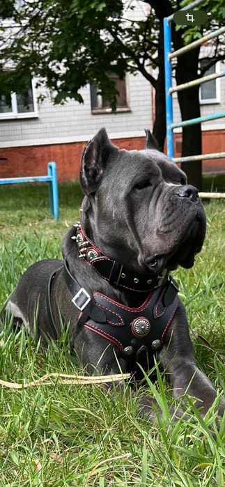 Ошийник шкіряний ручна робота