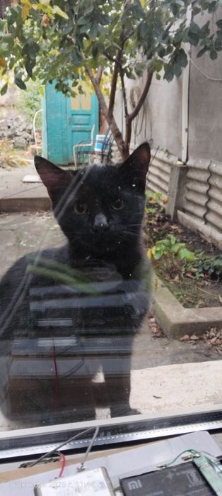 Кошечка в хорошие руки