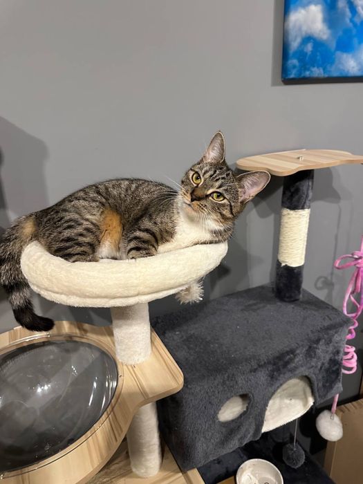 Młoda kotka szuka domu jest zaszczepiona, zdrowa, z wyprawką