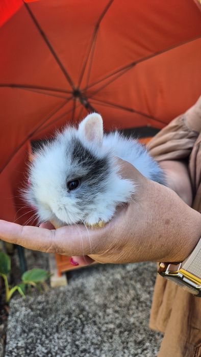 Coelhos Anões bebés.