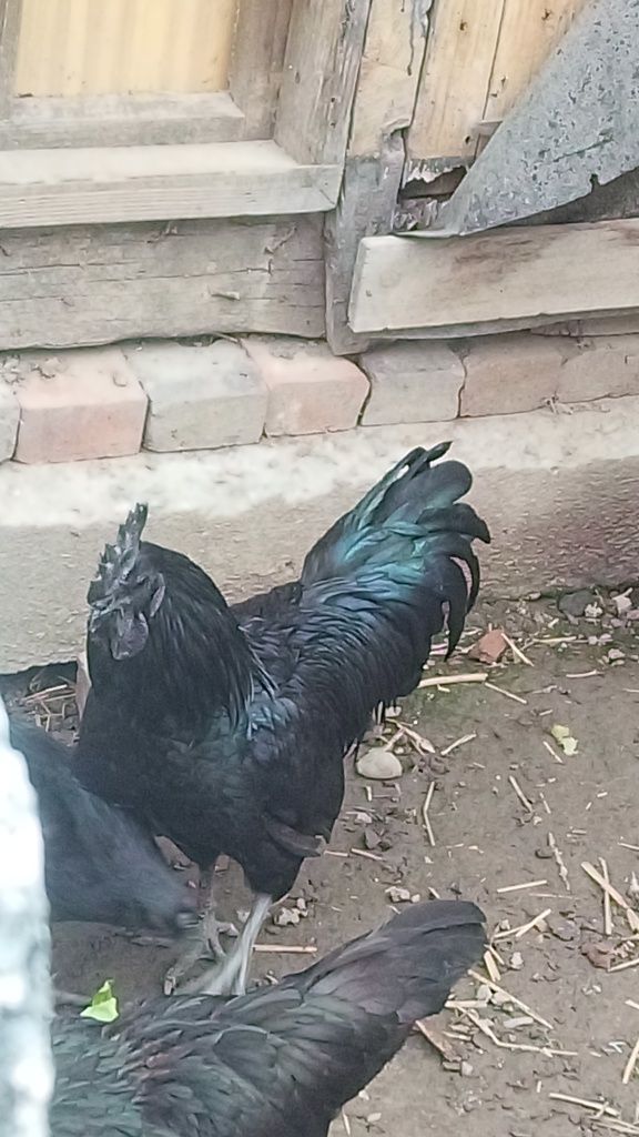 jajka lęgowe AYAM CEMANI, PROMOCJA,jaja lęgowe KAMENI KEMANI, lęgi 202