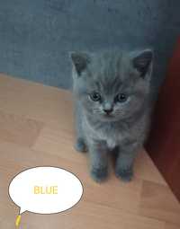 BLUE Kotka Brytyjska Niebieska Krótkowłosa