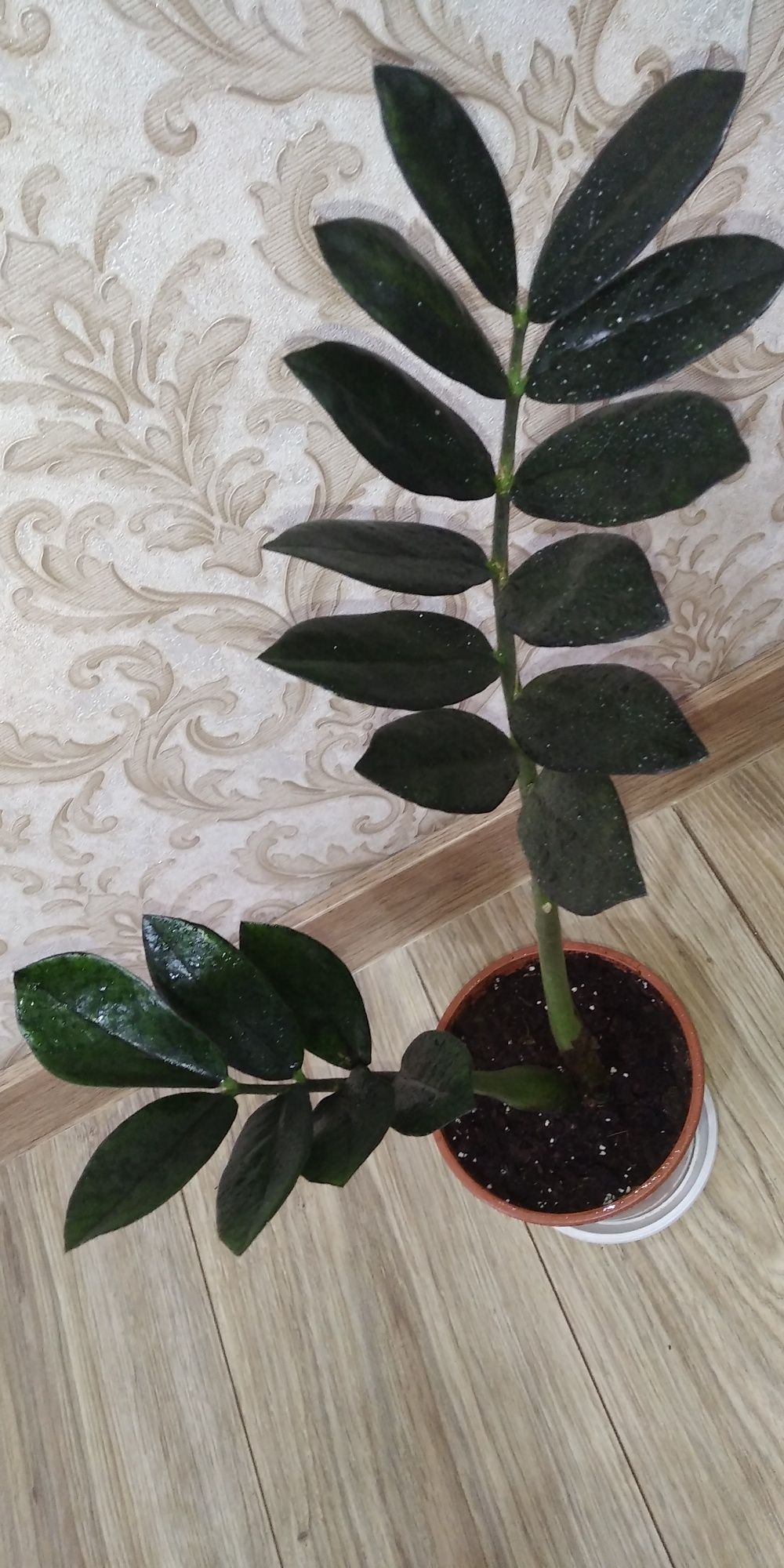Заміокулькас Равен (шоколадний)