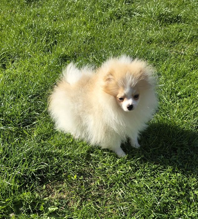 Szpic miniaturowy pomeranian piesek