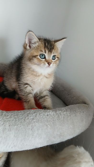 Macho Scottish Straight