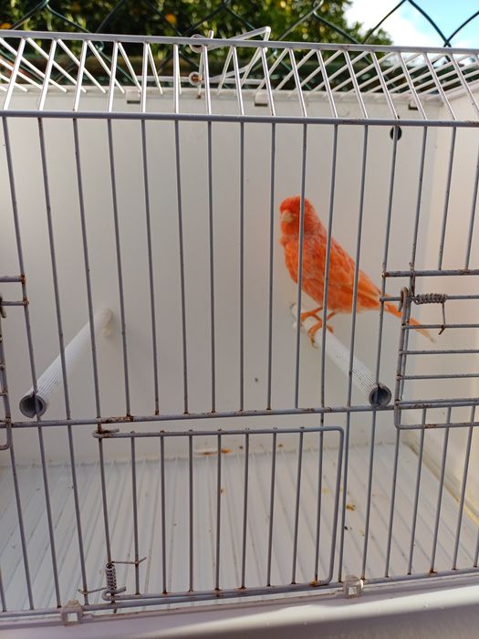 Canário macho vermelho