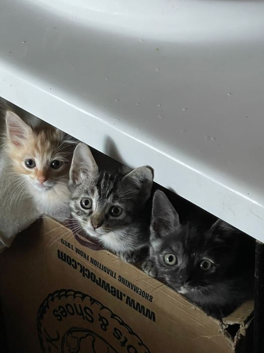 Gatinhos bebés para adoção responsável