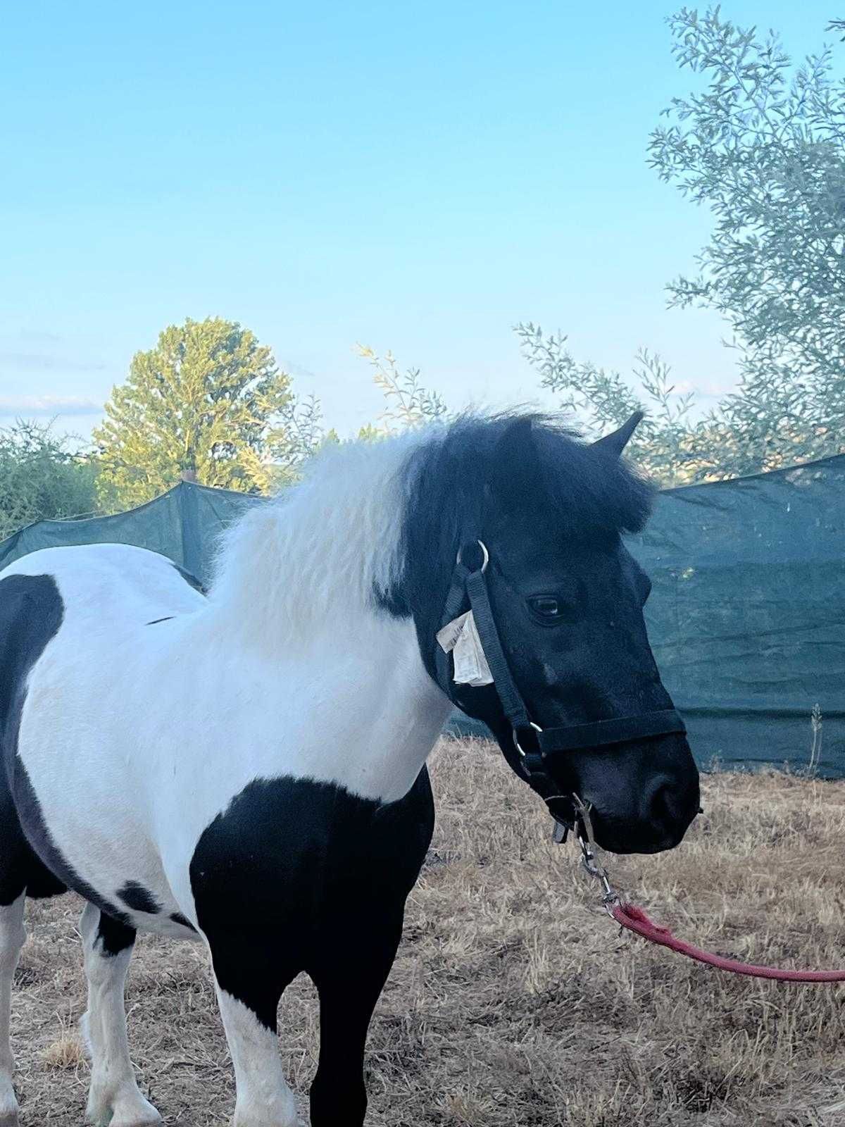 Troco pónei e charrete por motorizada ou cavalo/Egua