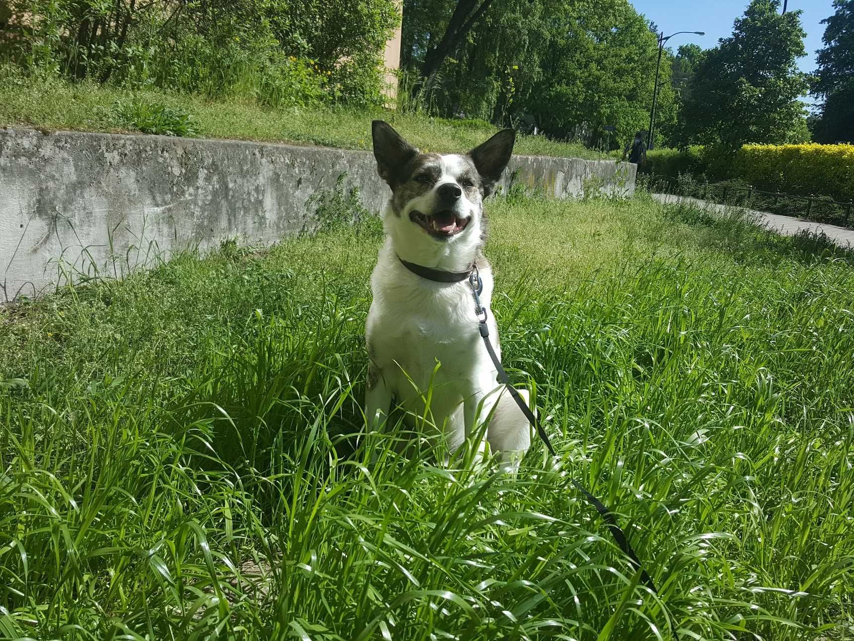 ok. 7,5letni Piksel w typie łajki szuka domu!