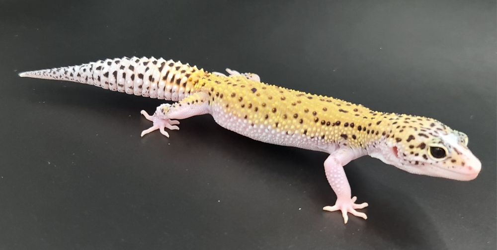 Gekon lamparci Mack Snow Eclipse poss het Tremper