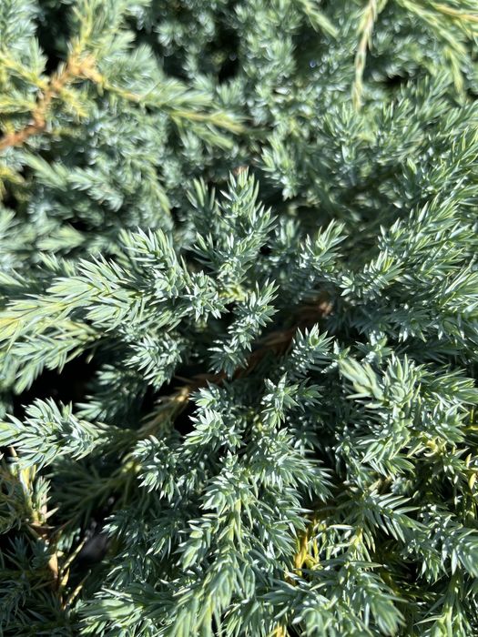 Ялівець blu carpet