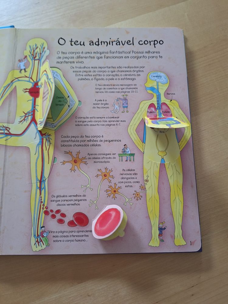 Livro crianças ‘Espreita o teu corpo’ (com abas)