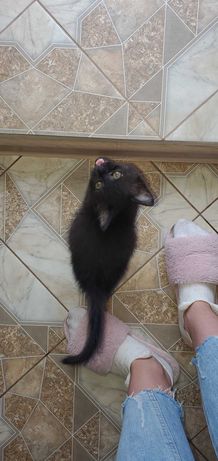 Киця чорненька 2.5 місяці