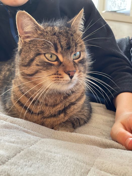 Котята Метис породи Бомбейських та Лі Хуа