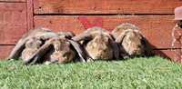 młode króliki Karzełki baranki szare  w zamian za zboze bądź siano