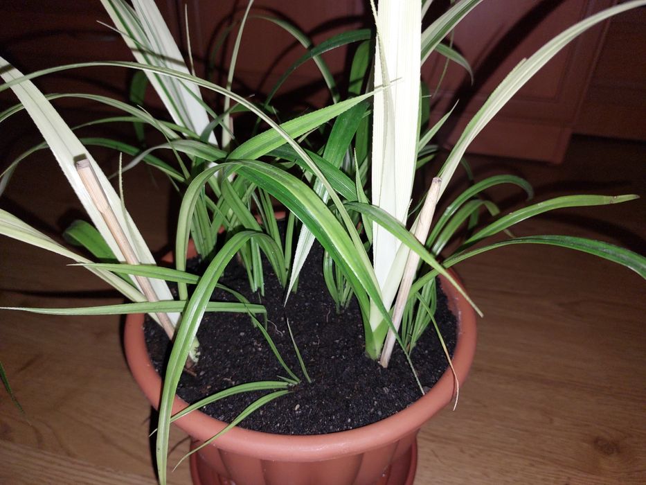 Панданус Вейча.Детки