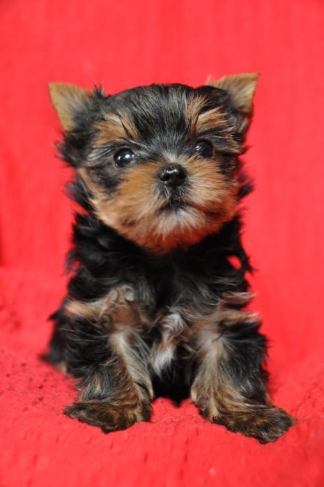 York piesek cudny chłopak