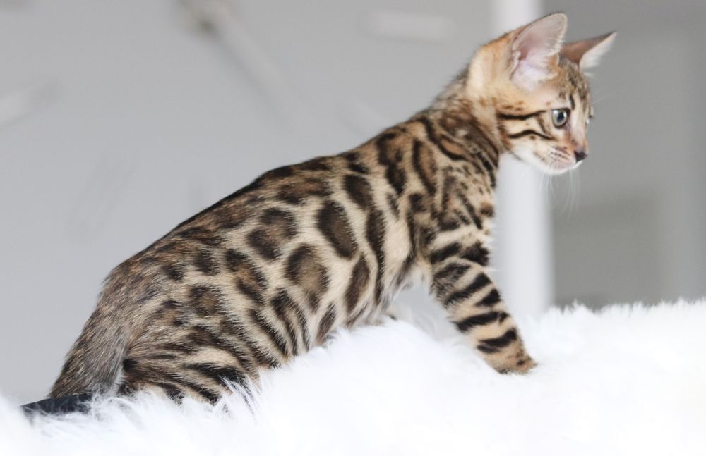 Kotki bengalskie brown