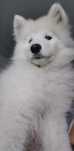 Samoyed szczenię z rodowodem piesek