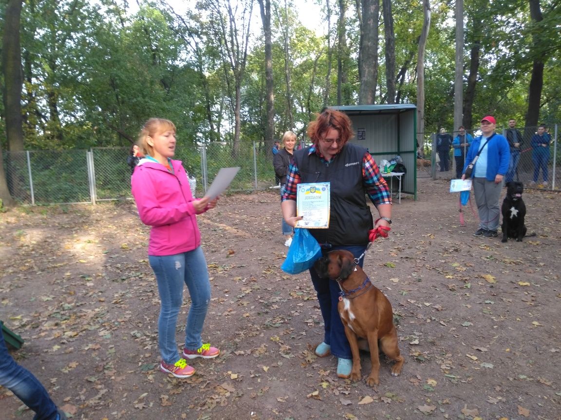 Немецкий Боксер предлагается к вязке, цена договорная