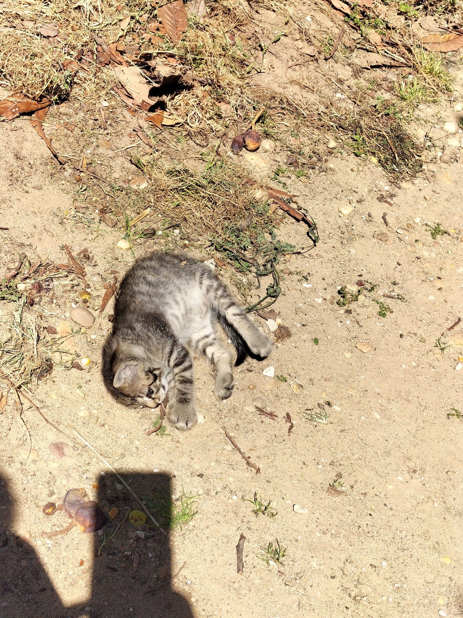 Adoção Amorosa para Gatinhos Bebés Preciosos