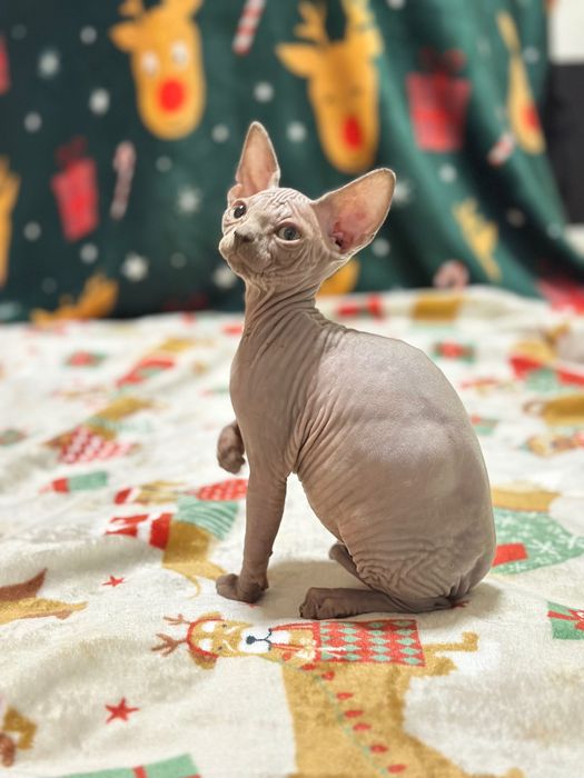 Sphynx maravilhoso