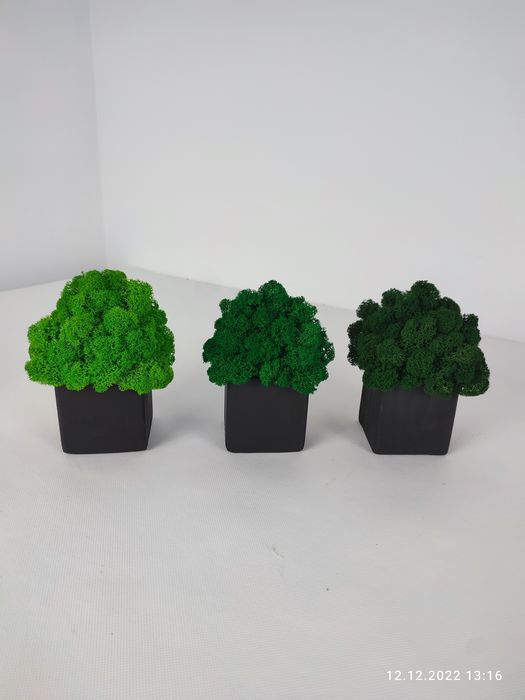 Doniczka z chrobotkiem kostka 7x7x7cm