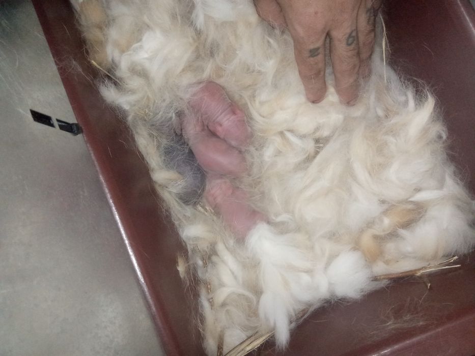 Ótimo coelhos grandes