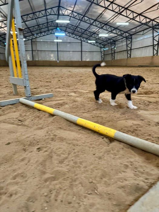 Border collie vers
