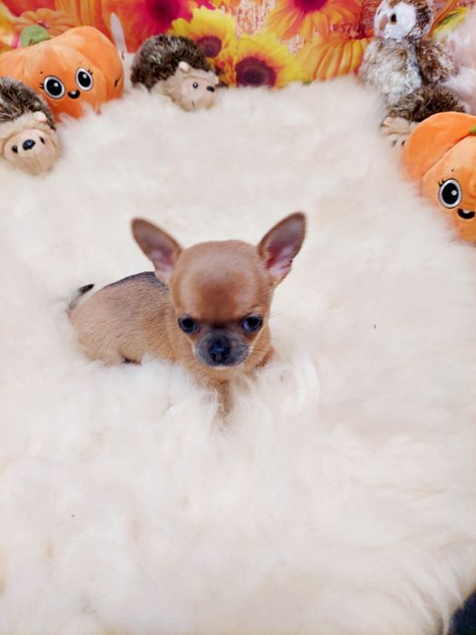 Chihuahua piękna płowa sunia