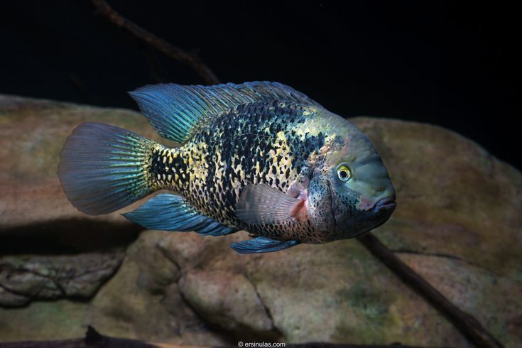 Pielęgnica Montecristo, Oscura heterospila, F1,