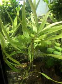 Hygrophyla Angustifolia planta para aquario (2€-2pés grandes)