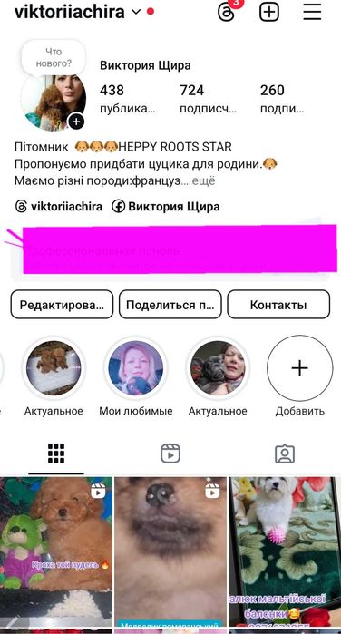 Французький бульдог дівчатка