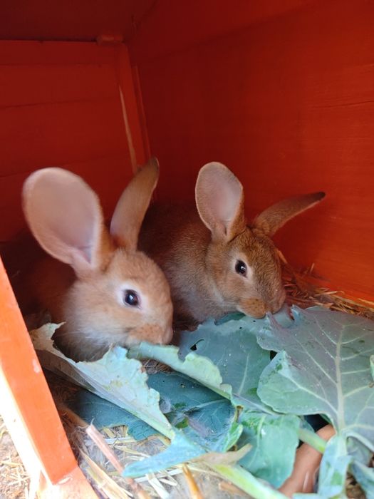 Coelhos "biológicos"