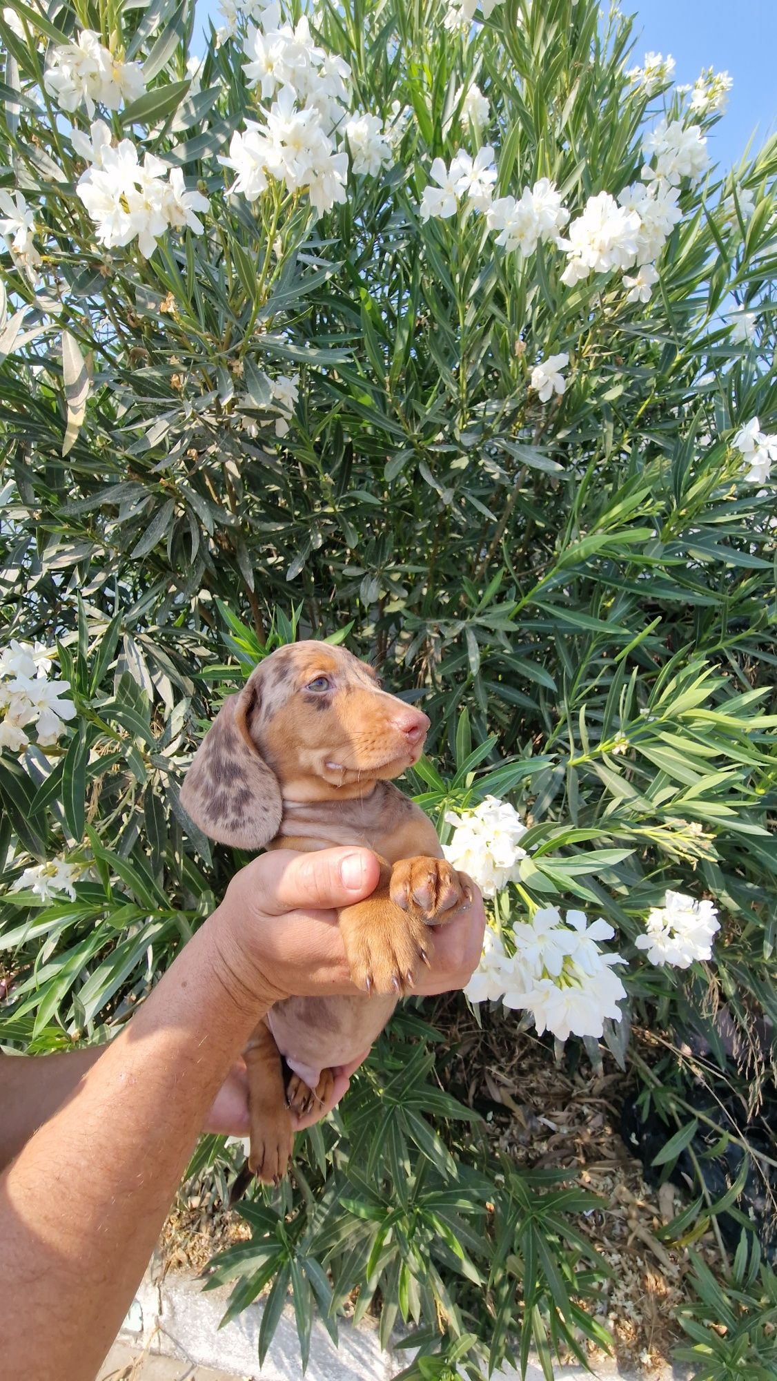 Teckel Choco Merle