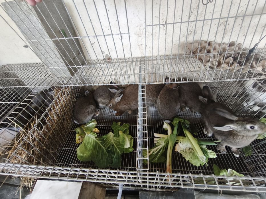 Coelhos para venda