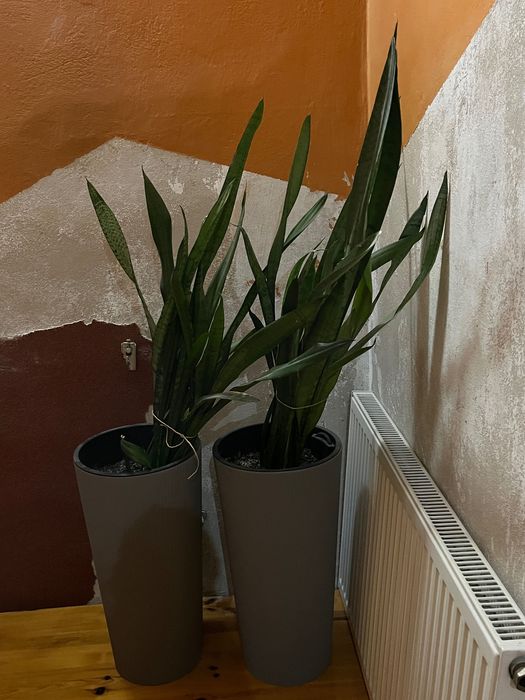 Dwie doniczki, kwiaty gratis