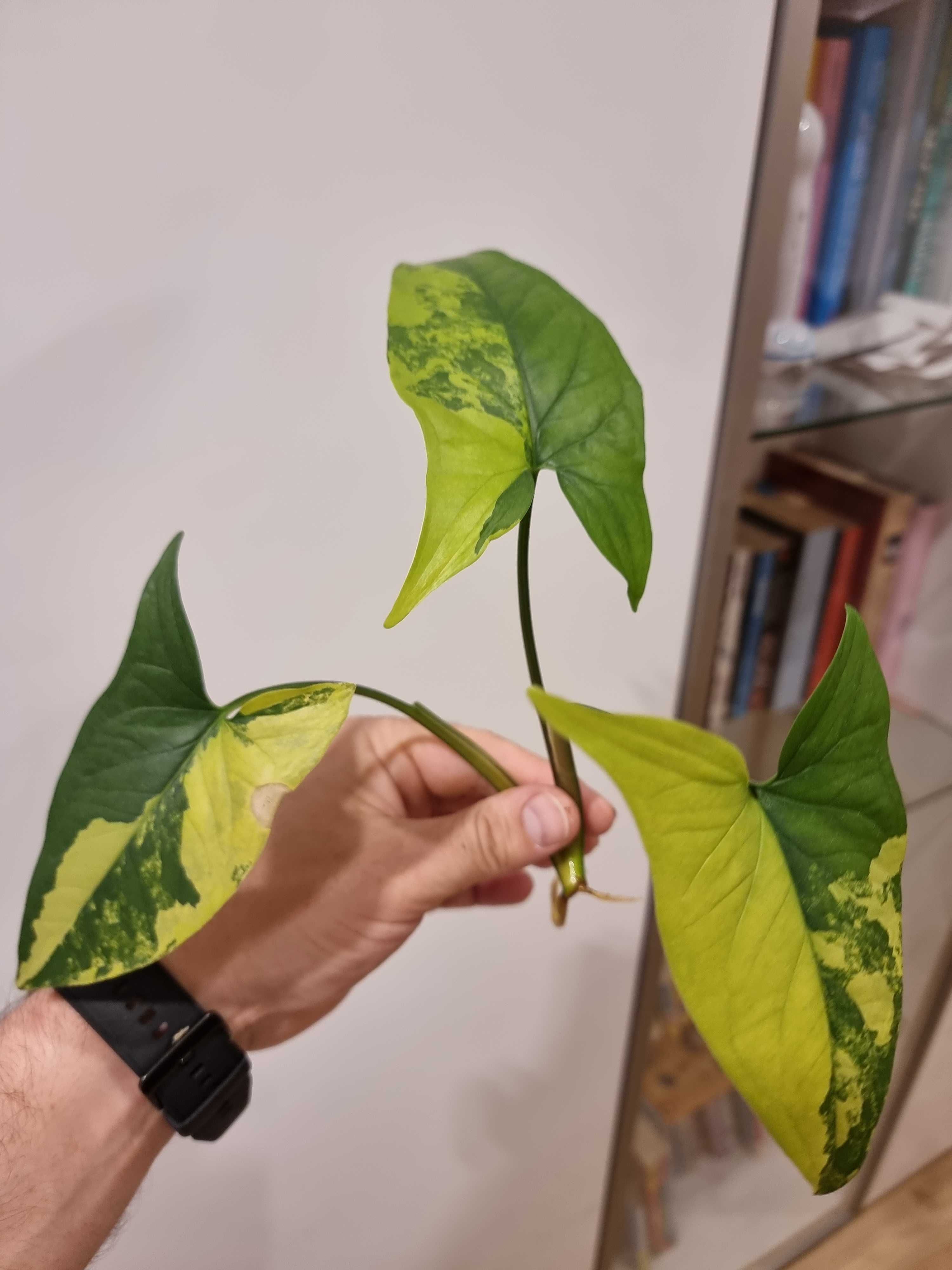 Syngonium Aurea Yellow Variagata