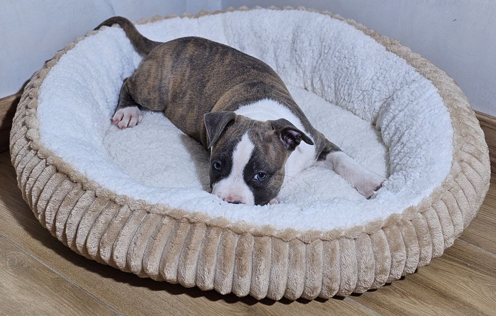 Pregowany piesek amstaff