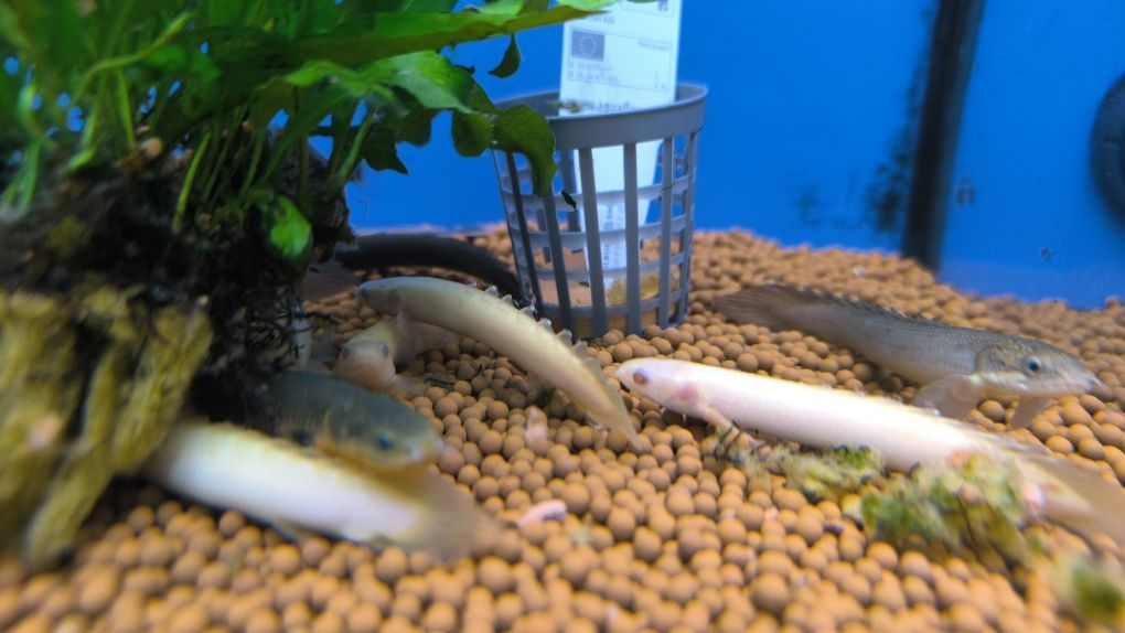 Polypterus Senegalus Albino