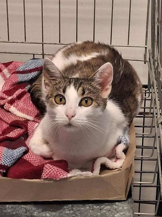 Piękna Zyzia czeka na adopcje