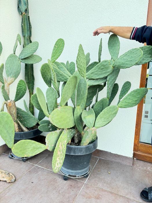 Opuncja figowa - kwiat w donicy wys. ok. 1 m